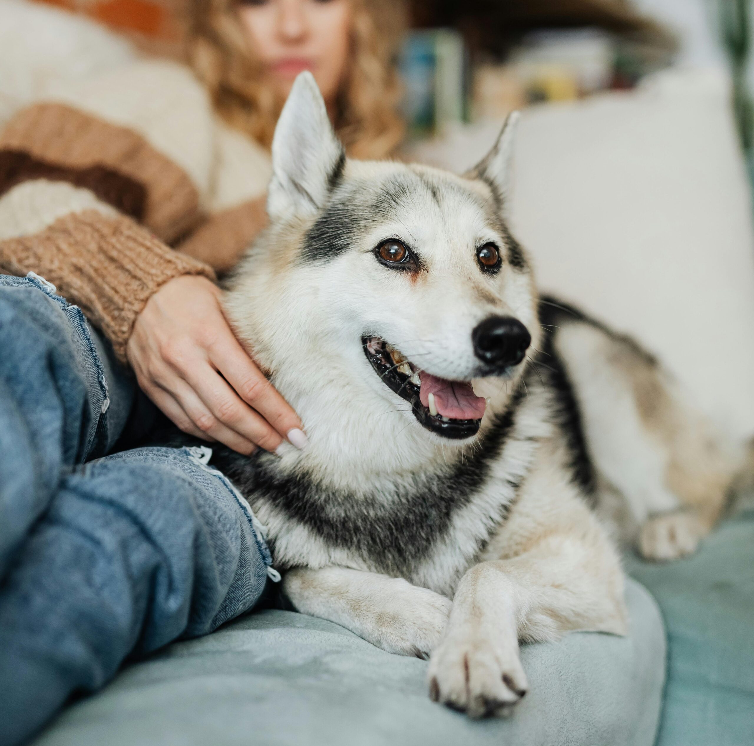 Happy pet in a clean house